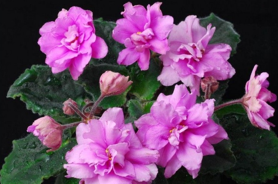 4种“耐阴花”,光照少也能“年年开花”,比吊兰好养“10倍”