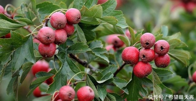 水果会伤胃医生提醒胃不好少吃这4种水果,或许对胃有帮助