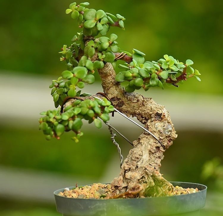 养此3种花卉,30天“掐个头”,一年长成“老桩”,好看好养