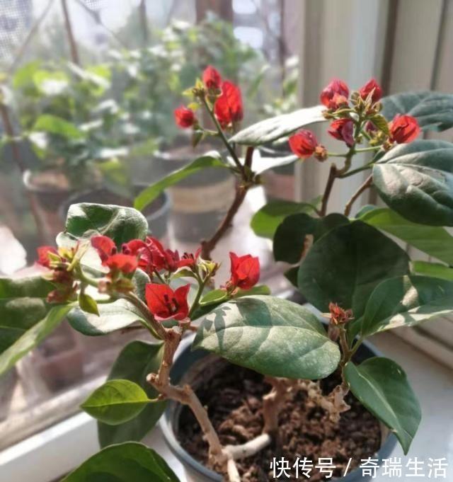 壮根|三角梅养不好？3种肥料不能少，一种促花，一种绿叶，一种壮根