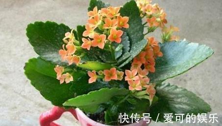 5种花黄叶别心软,狠心剪几刀,新叶冒不停,叶茂花更旺