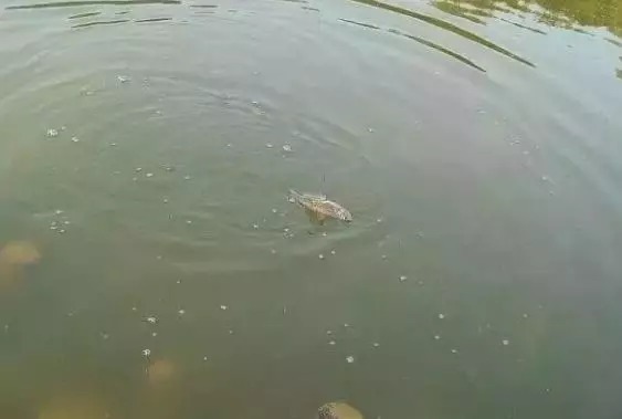 早春钓鲫鱼,水底是否有鱼,只需看“一点”,老手才懂!