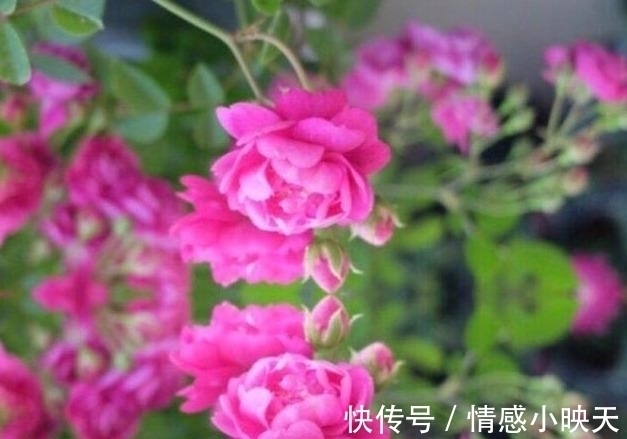 蔷薇花|爱在思念中,美好的爱情就在一束蔷薇花的花语中!