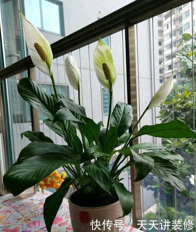 光照|3种“耐阴花”，适合北阳台，不见太阳也能开花，四季轮流开不断