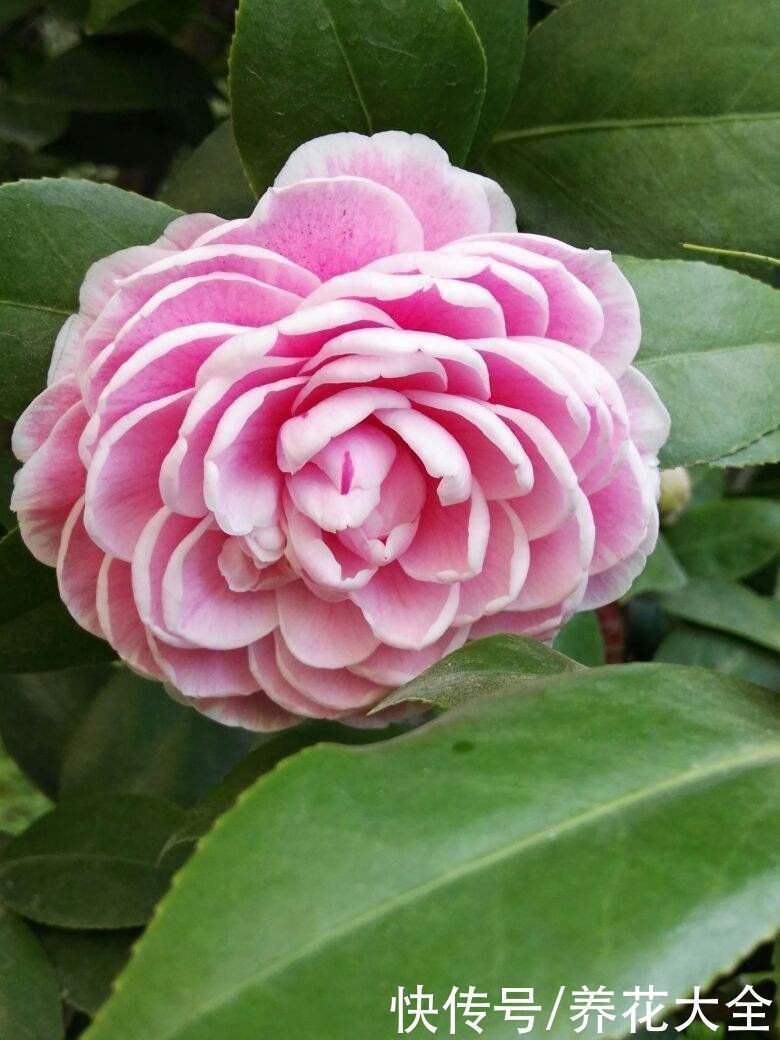 花友|3种花不适合养在封闭阳台,养护难度太大,扔室外却呼呼长