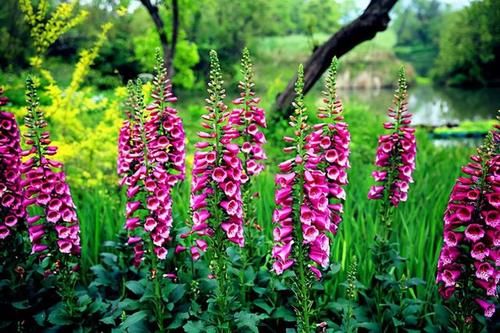 春天到了，路边的野花不要采