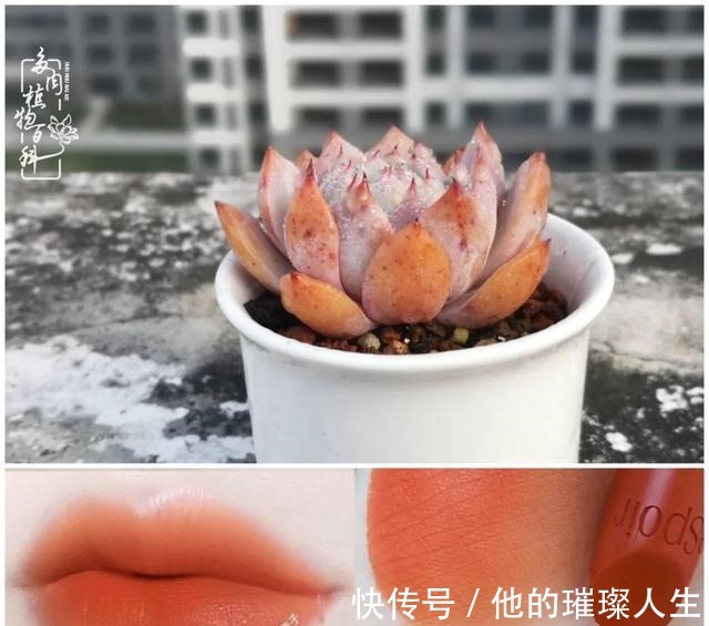 质地|论口红与多肉要不要这么搭!你发现了吗!