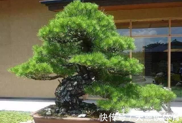 7种树“进宅”,旺财镇宅,延绵百年,家里有地方,一定养一棵