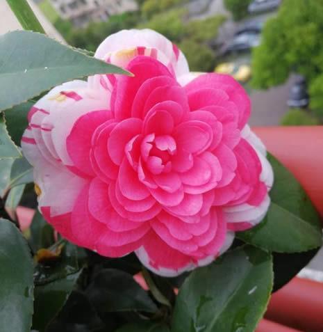 花帘子|从7月8日开始,家养此款花卉,开花爆盆很漂亮,比栀子花还香