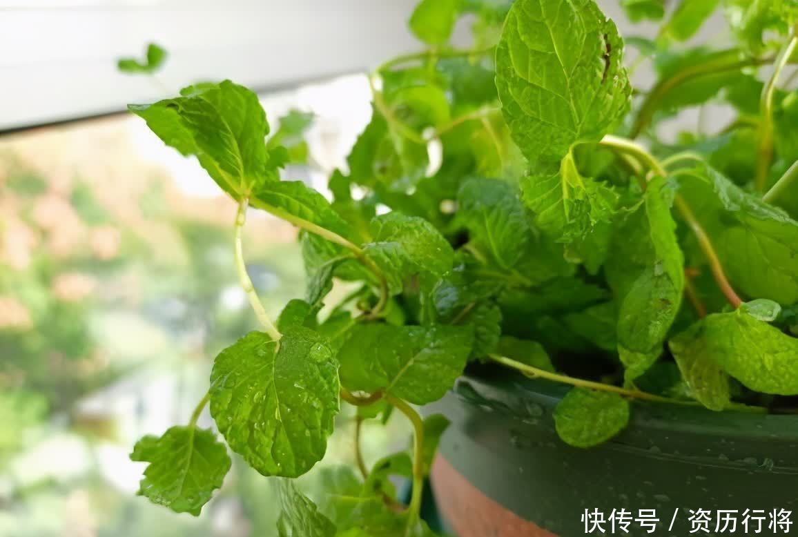 薄荷怎么养才能爆盆