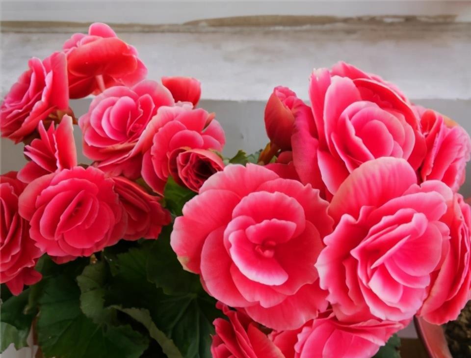 海棠花不开花?搬回室内做好这两点,冬日也能开花