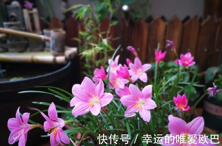 全球最受欢迎的花,漂亮又芳香,花期长,还可阳台盆栽观赏