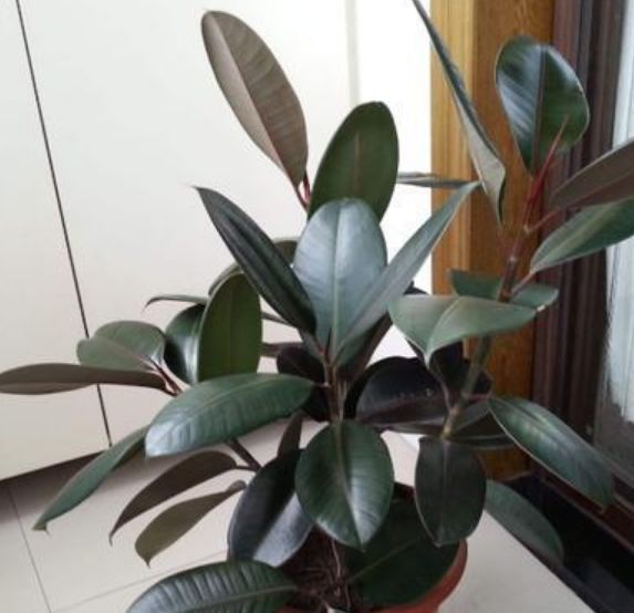 4种花很耐养，沾土就能活，不仅能净化空气，还能旺财镇宅好