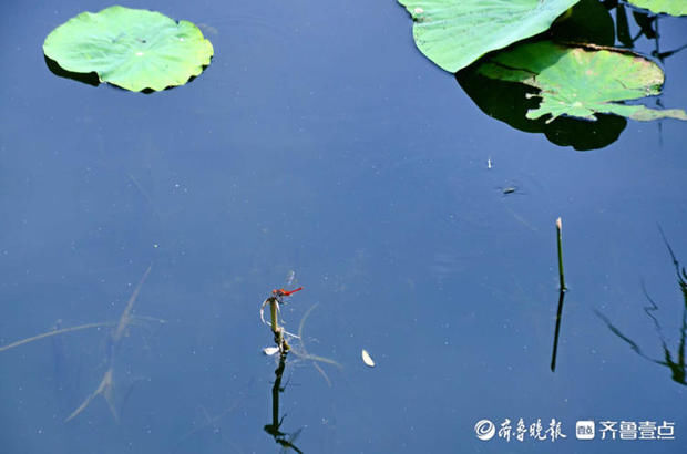 济南森林公园|高树参天，浓荫蔽日！打卡济南森林公园，消夏休闲好去处