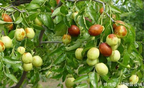 果子|家里院子别光养月季花,种上3棵果树,添子添福,还能随手摘果子