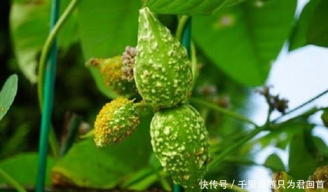 羊角菜|此杂草外形清新喜人,是中医界的“珍宝”,遇到可得保留好