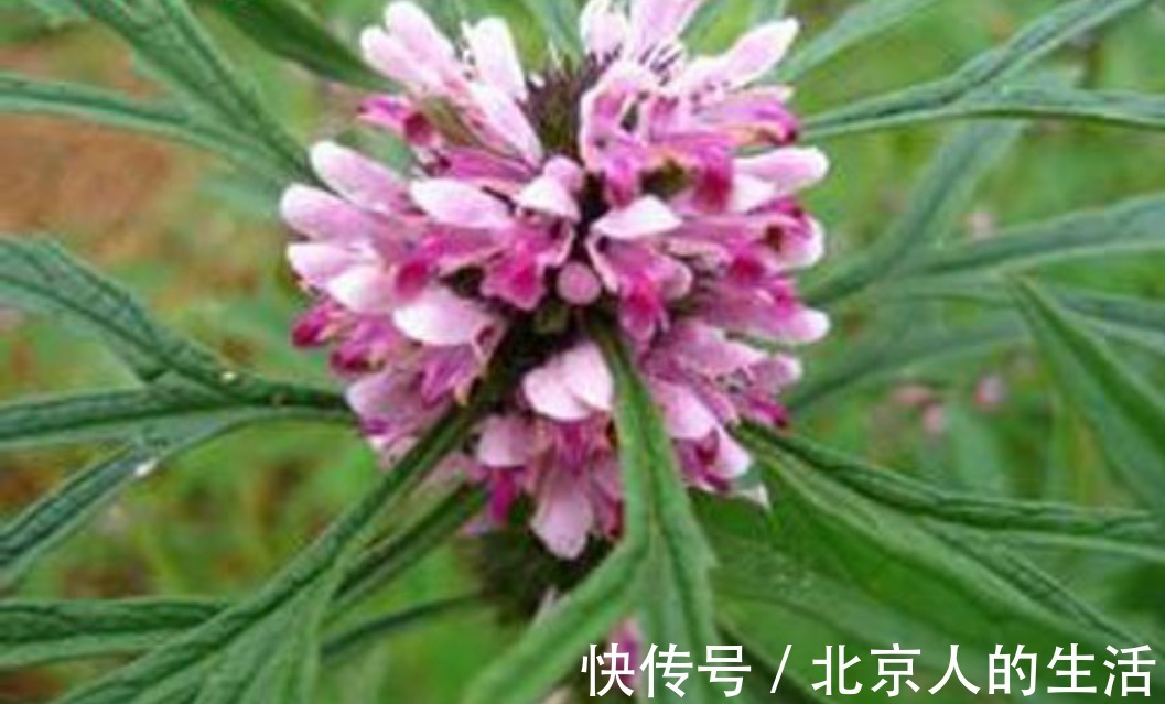 保养|女人来大姨妈时,用此物泡水喝,保养子宫,活血调经,远离妇科病