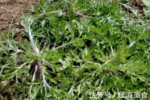 女性|女性总是皱纹太多多吃此菜,补充气血,缓解痛经,远离妇科炎症