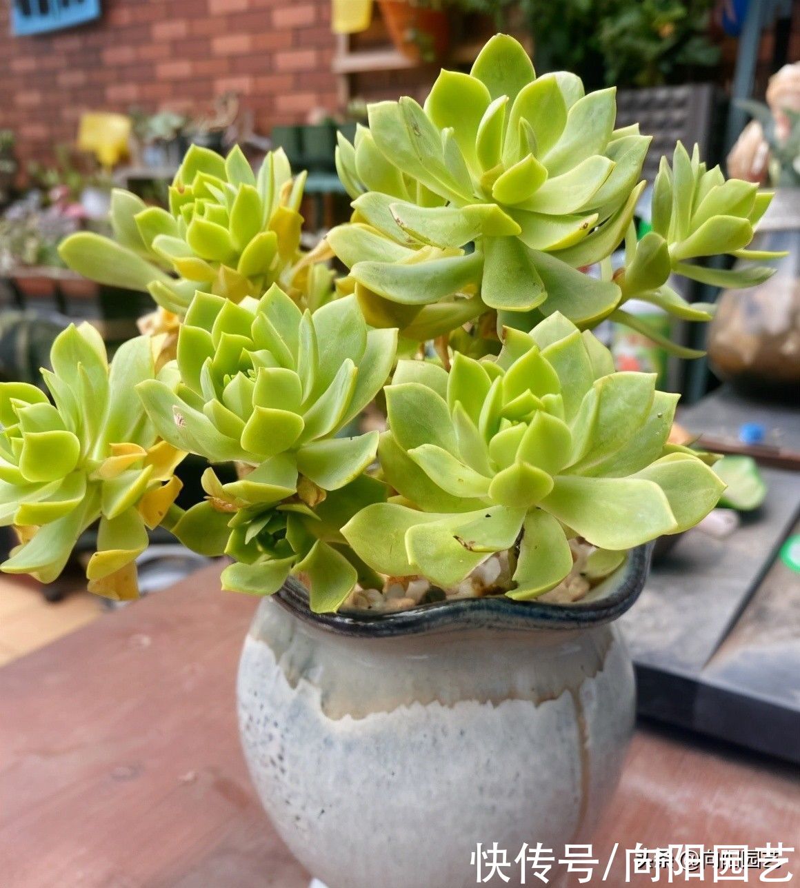 水肥|多肉也有水货，温室大棚里的产物，买回家就腐烂，死亡率超高