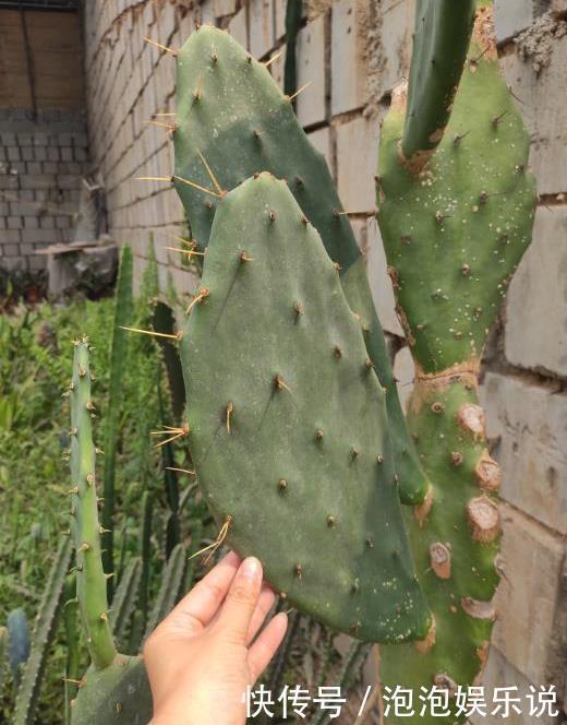 5种好养的长寿之花,轻松就能养活,几十年都不死,早看早知道