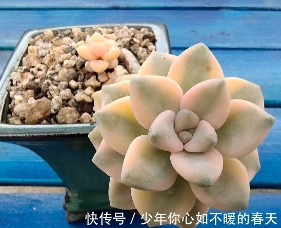 多肉植物出锦的肉肉怎么养护,药锦真的不能入手吗,一起来看看吧