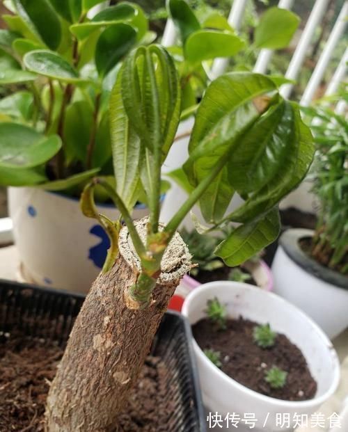 发财树发黄还烂根?水浇错了,换个浇法呼呼疯长,植株苍劲挺拔