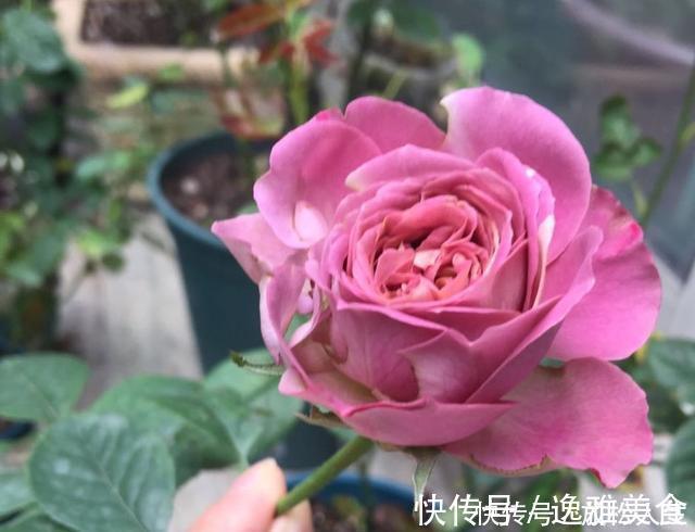 盘点10种古典美复古色系月季,你必须拥有其中一种!