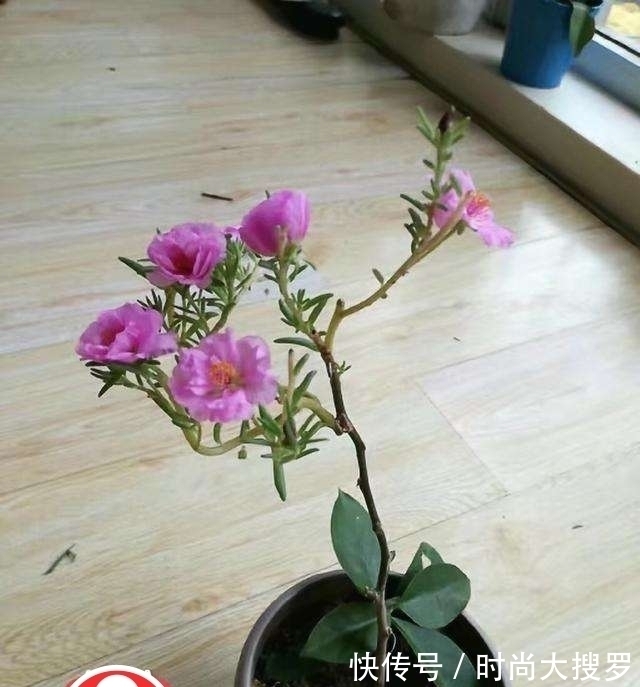 养长寿花,用这法,1年就能成老桩,开满五色花,独特又吉祥
