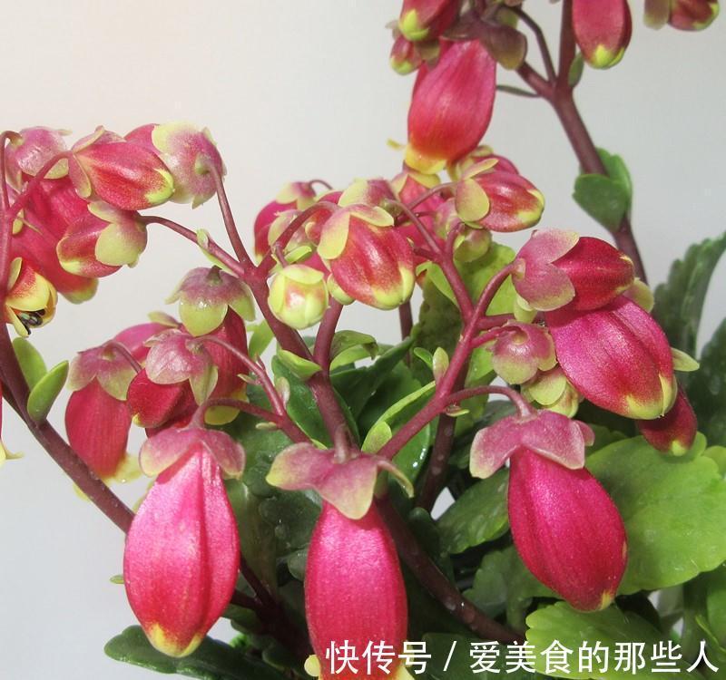 路上看到“三种花”，择点枝带回家，温度低易生根“繁殖”一大群