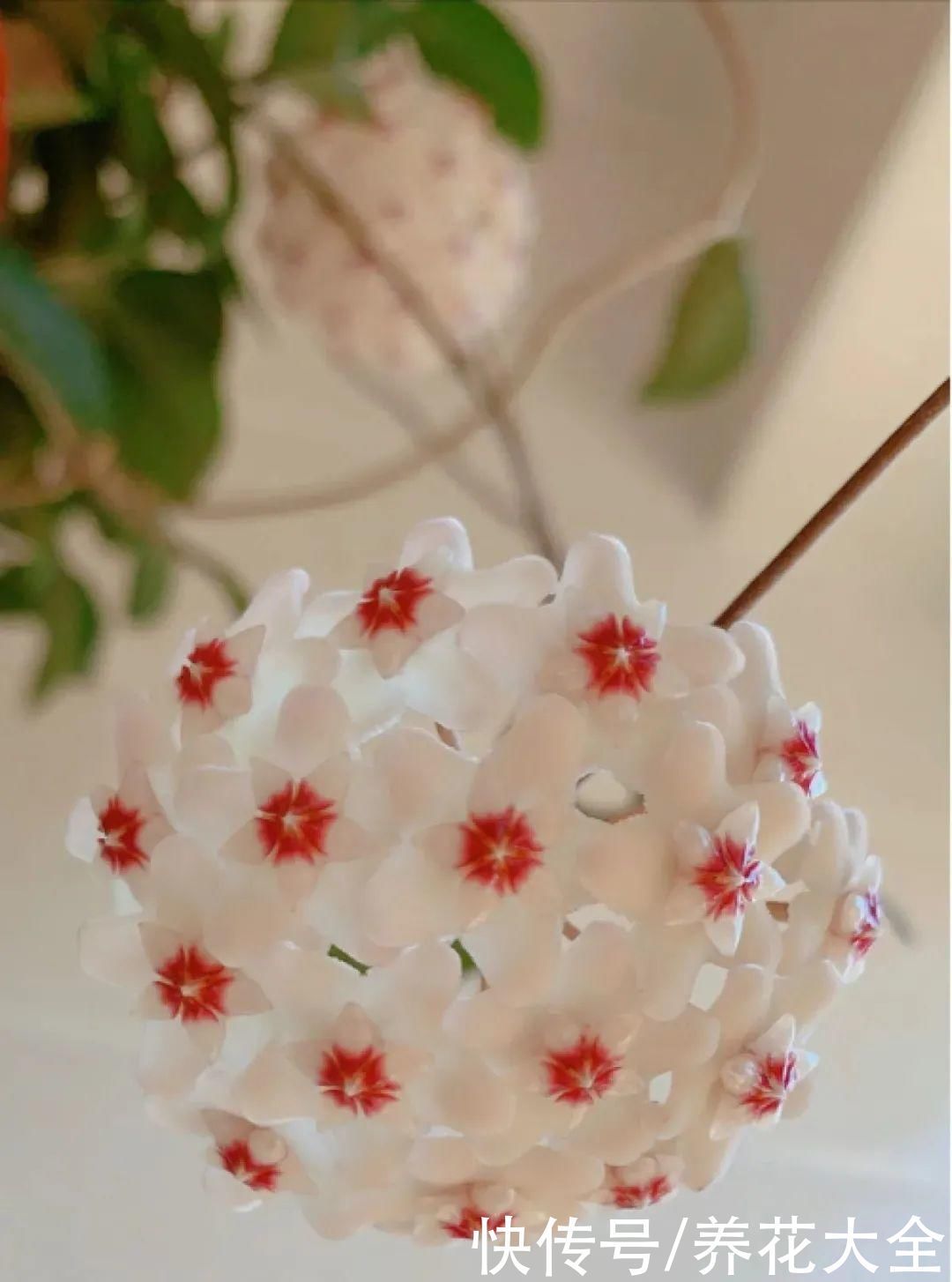 橡皮树|养花就怕乱浇水,越浇死得越快,赶紧住手