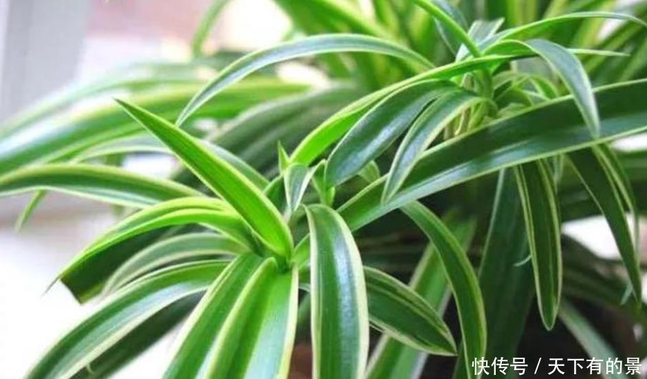家里养此款花,直接美爆阳台,一年四季都美美的