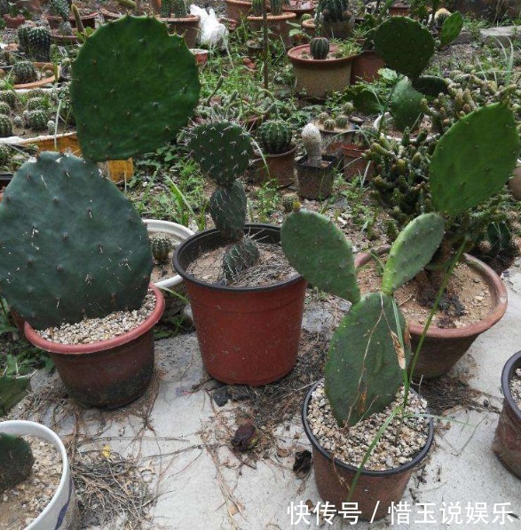 养“仙人掌”时,花友们可要注意“几点”,不然反而会伤害它