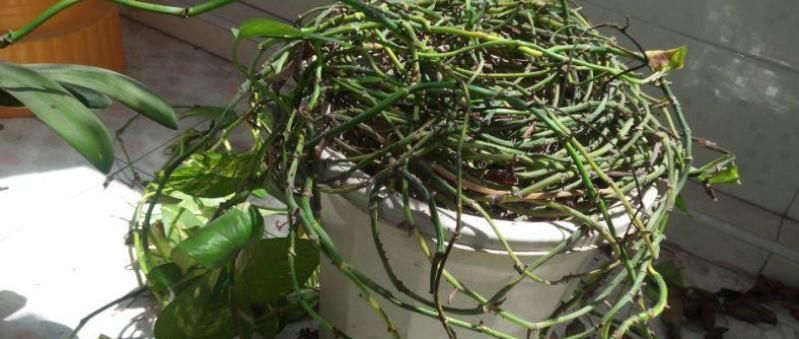 长期盆栽养花种草，土壤易板结该怎么预防？从浇水施肥下手