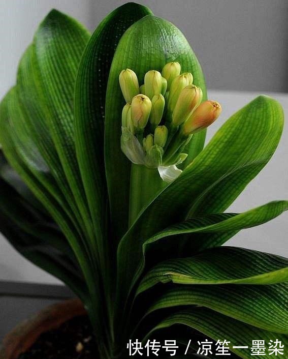 花卉|新手养君子兰“老乱放”要是摆到这“4处”,1个月后等着来收盆!