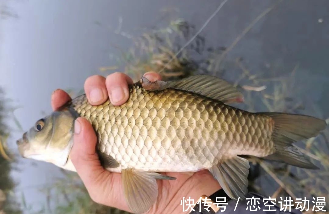 鱼口轻时，如何看准漂相？选择什么样的浮漂，会让漂相更明显！