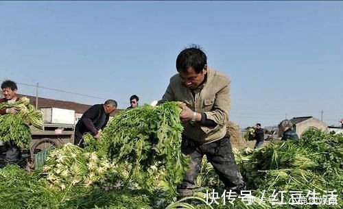 梅菜扣肉|“梅干菜”是雪里红吗？它俩有啥区别？涨知识了