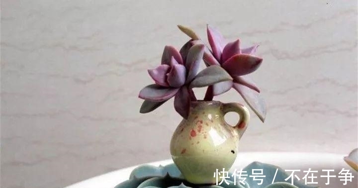 白美人|“拇指大”的花盆,被她塞了几十棵多肉,养一年都不是事!