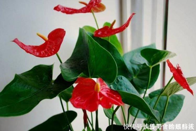 4种福运花,自带福气好养活,随便一养成花海,太美了!