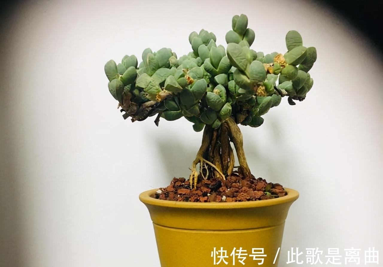 冬季不休眠的多肉如何正确浇水,才能保持良好状态,说说我的看法