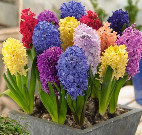 盆栽风信子、仙客来，高温天需挪挪地方，因为它们要休眠了