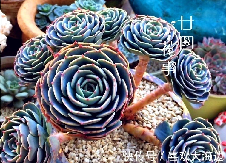 8种蓝色多肉植物,高冷优雅,总有一种是你的“蓝颜知己”