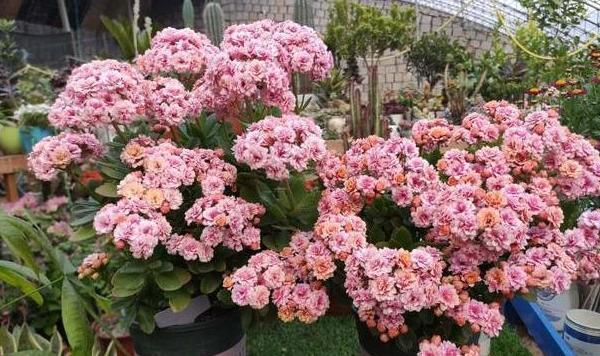 发育不良|修剪完长寿花该怎么善后做好这4项工作,一茬接一茬开花