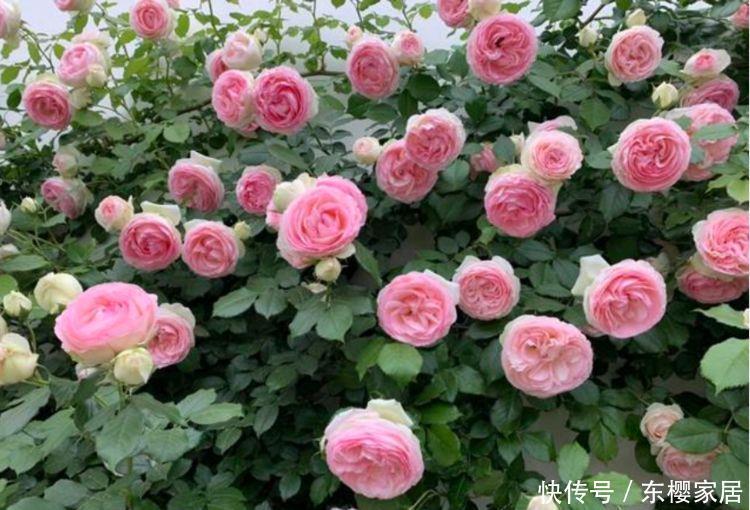 4种花很适合阳台养,花香四溢,花朵烂漫迷人
