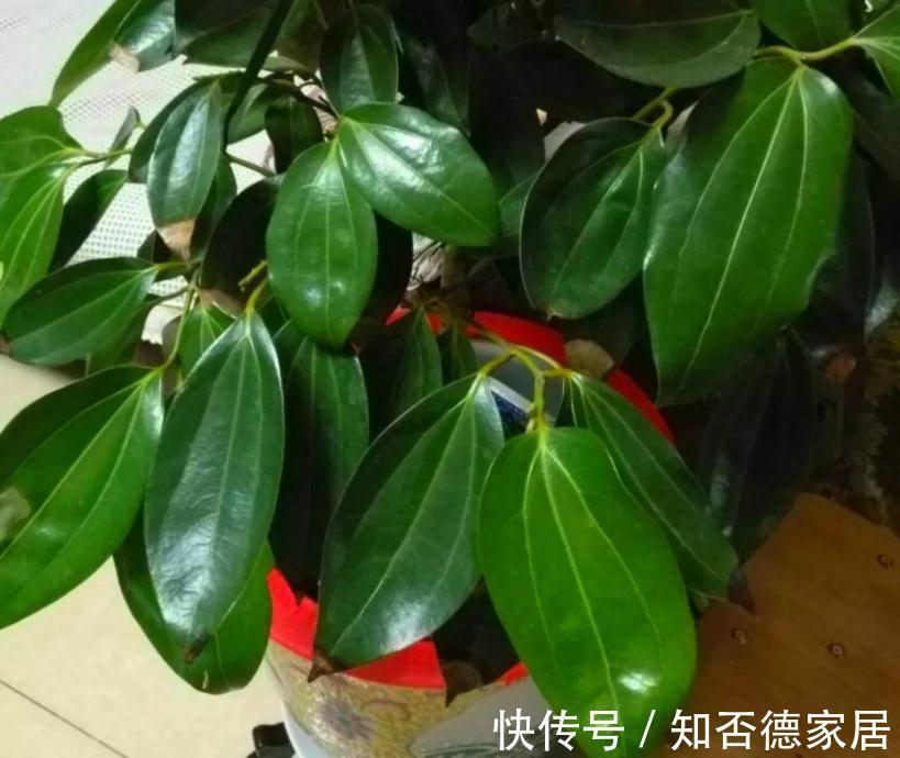 繁茂|室内盆栽种树选这3样，枝叶繁茂，四季常青，寓意好