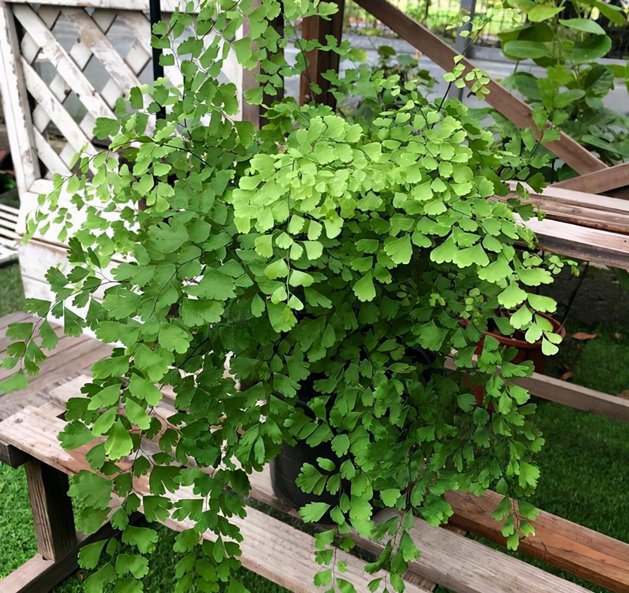 16种耐阴花,就算阳光不足,也能年年生长、开花