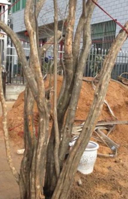 怎样进行盆景的整形与矮化