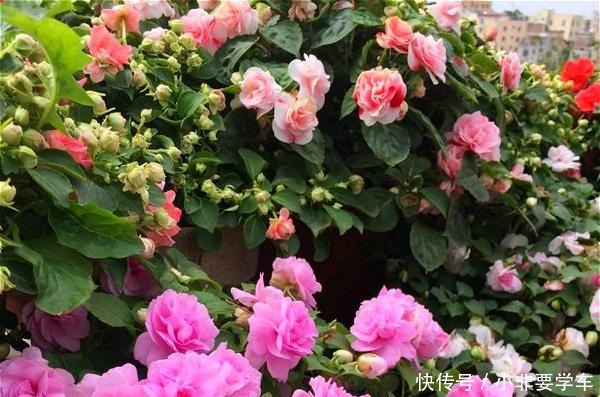 四季开花的花,我建议你养这1种,开花多多,比玫瑰和茶花都漂亮!