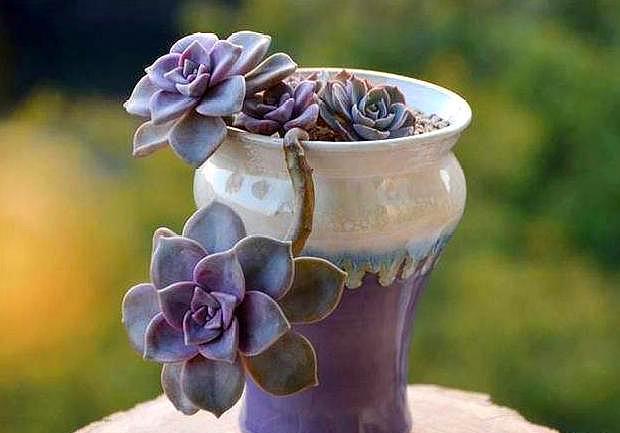 夏季养多肉，几个“小窍门”，不黑腐，不化水，养出“高颜值”