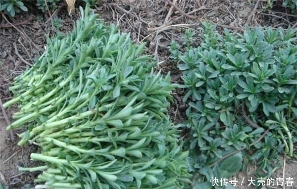 阳台|这2种“野菜”降血压,想吃不用买,阳台盆栽一个月就下锅