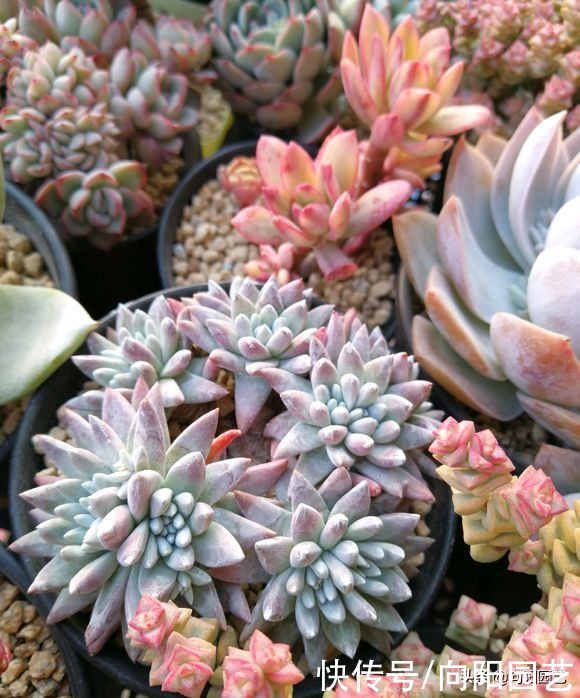 潮湿|何为“多肉开挂区”？开挂区养多肉，真的那么轻松？想多了